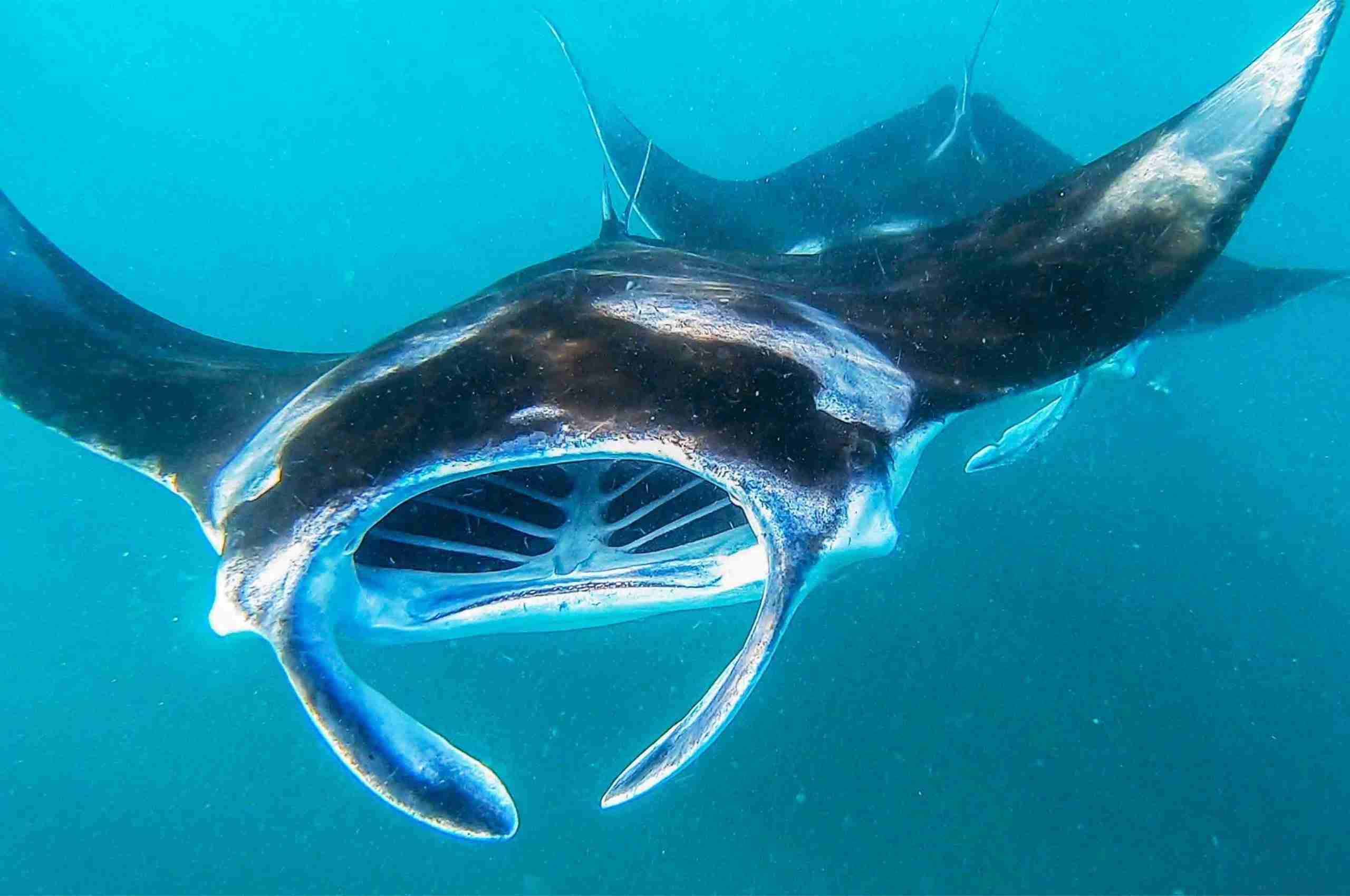 Dharavandhoo_Hanifaru_玩轉馬爾地夫_居民島_20 Dharavandhoo Hanifaru 玩轉馬爾地夫 居民島 20 scaled