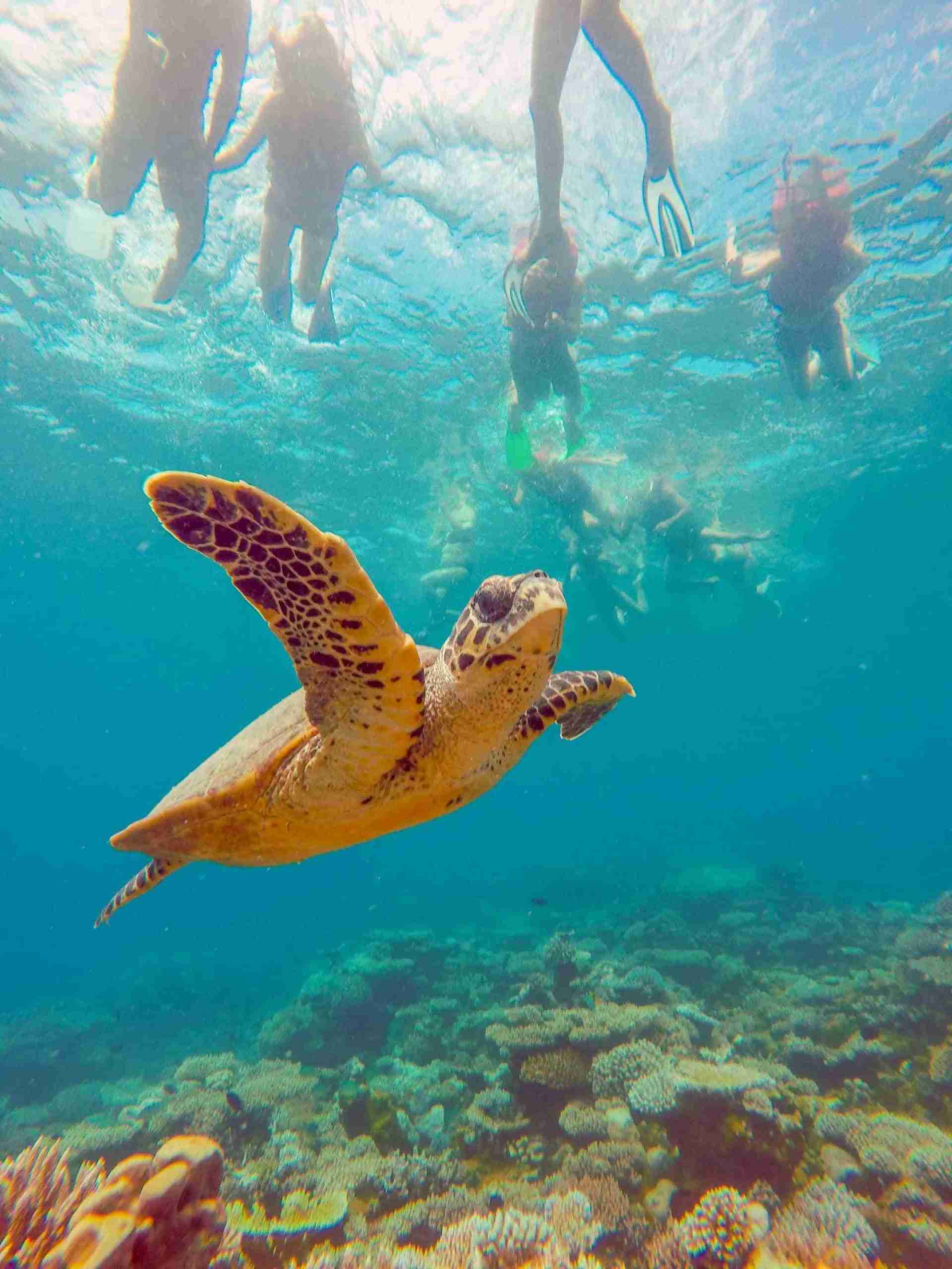 HalfDayTrip浮潛半日遊1_Maafushi_玩轉馬爾地夫 HalfDayTrip浮潛半日遊1 Maafushi 玩轉馬爾地夫 scaled