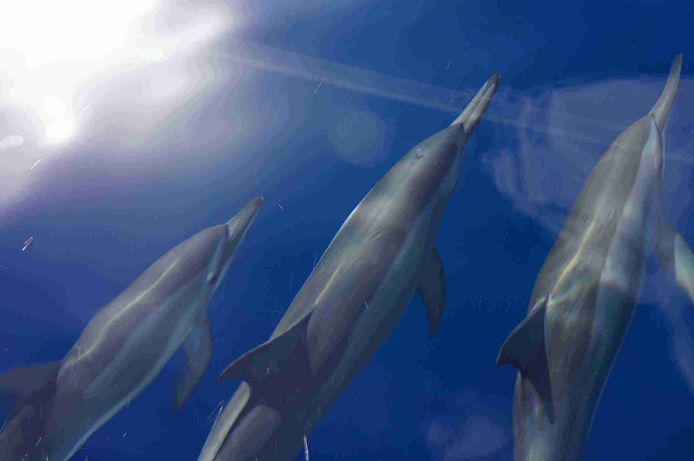HalfDayTrip浮潛半日遊5_Maafushi_玩轉馬爾地夫 HalfDayTrip浮潛半日遊5 Maafushi 玩轉馬爾地夫