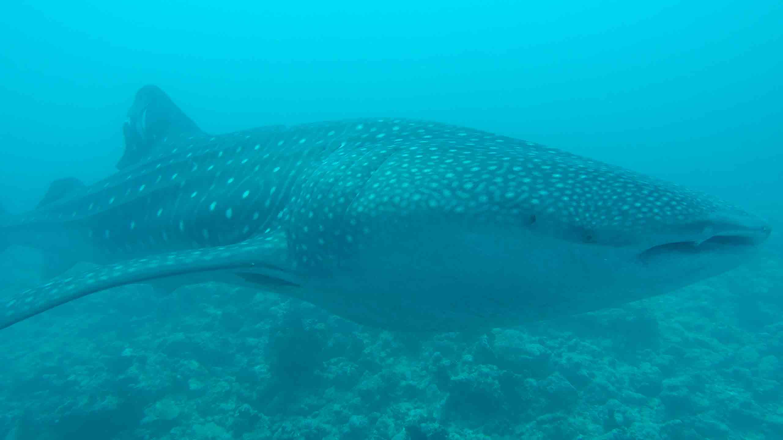Mahibadhoo_玩轉馬爾地夫_居民島_鯨星團_27 Mahibadhoo 玩轉馬爾地夫 居民島 鯨星團 27