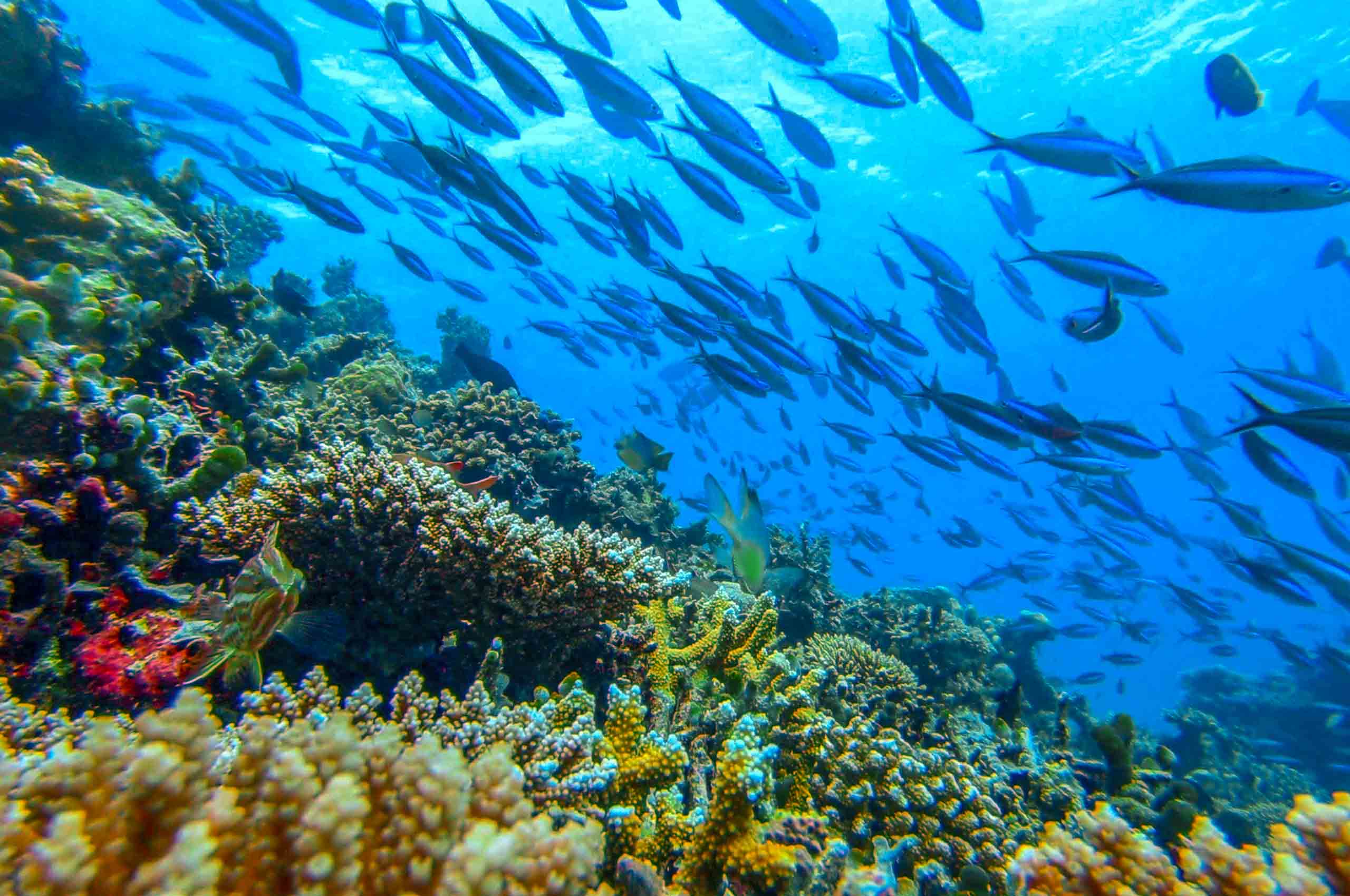 Mahibadhoo_玩轉馬爾地夫_居民島_鯨星團_6 Mahibadhoo 玩轉馬爾地夫 居民島 鯨星團 6