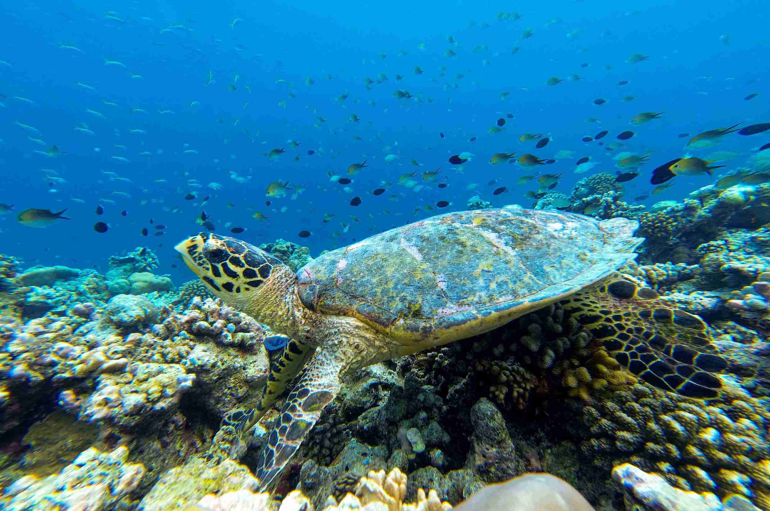 Rasdhoo_玩轉馬爾地夫_居民島_43 Rasdhoo 玩轉馬爾地夫 居民島 43
