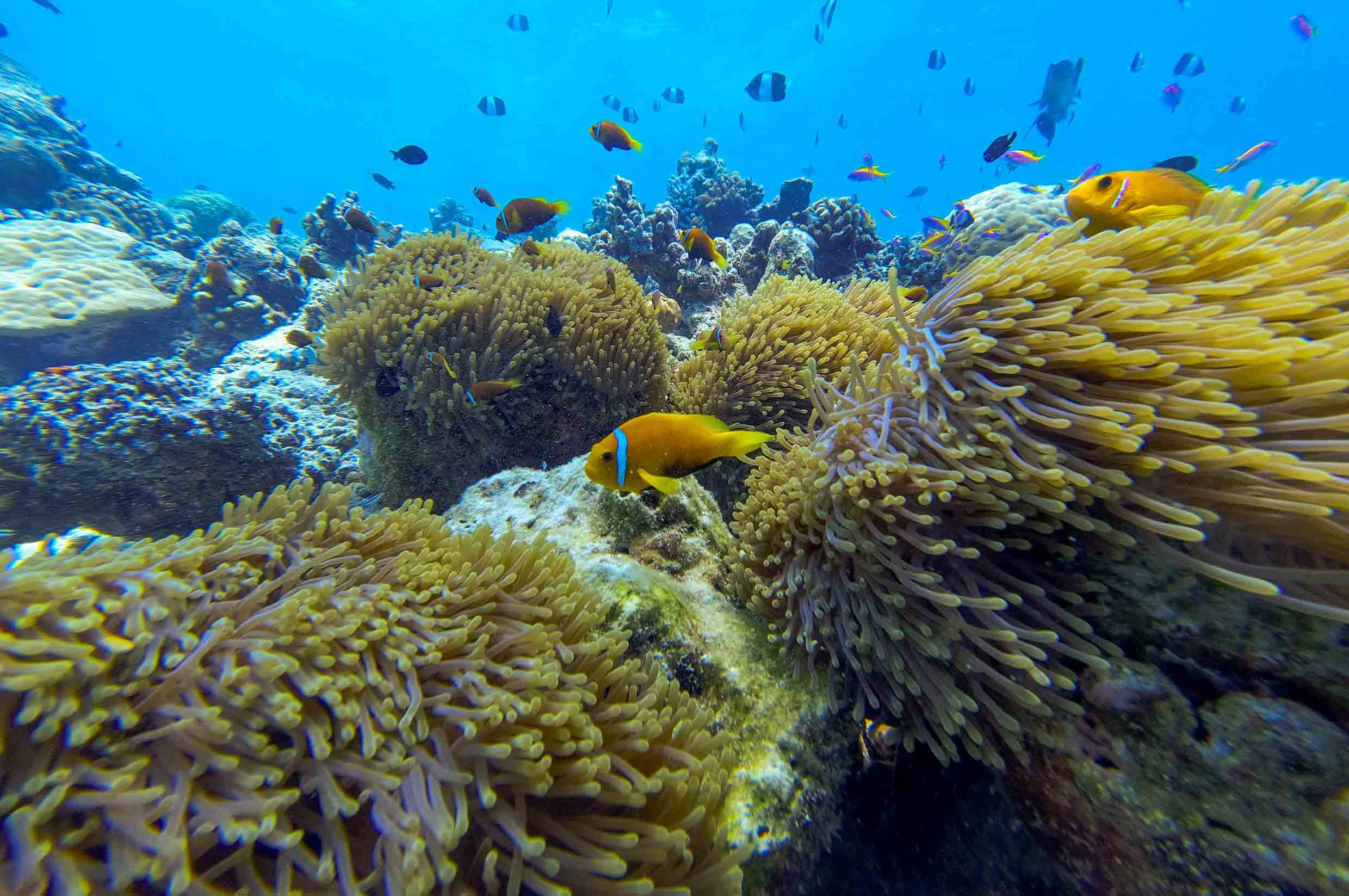 Rasdhoo_玩轉馬爾地夫_居民島_45 Rasdhoo 玩轉馬爾地夫 居民島 45