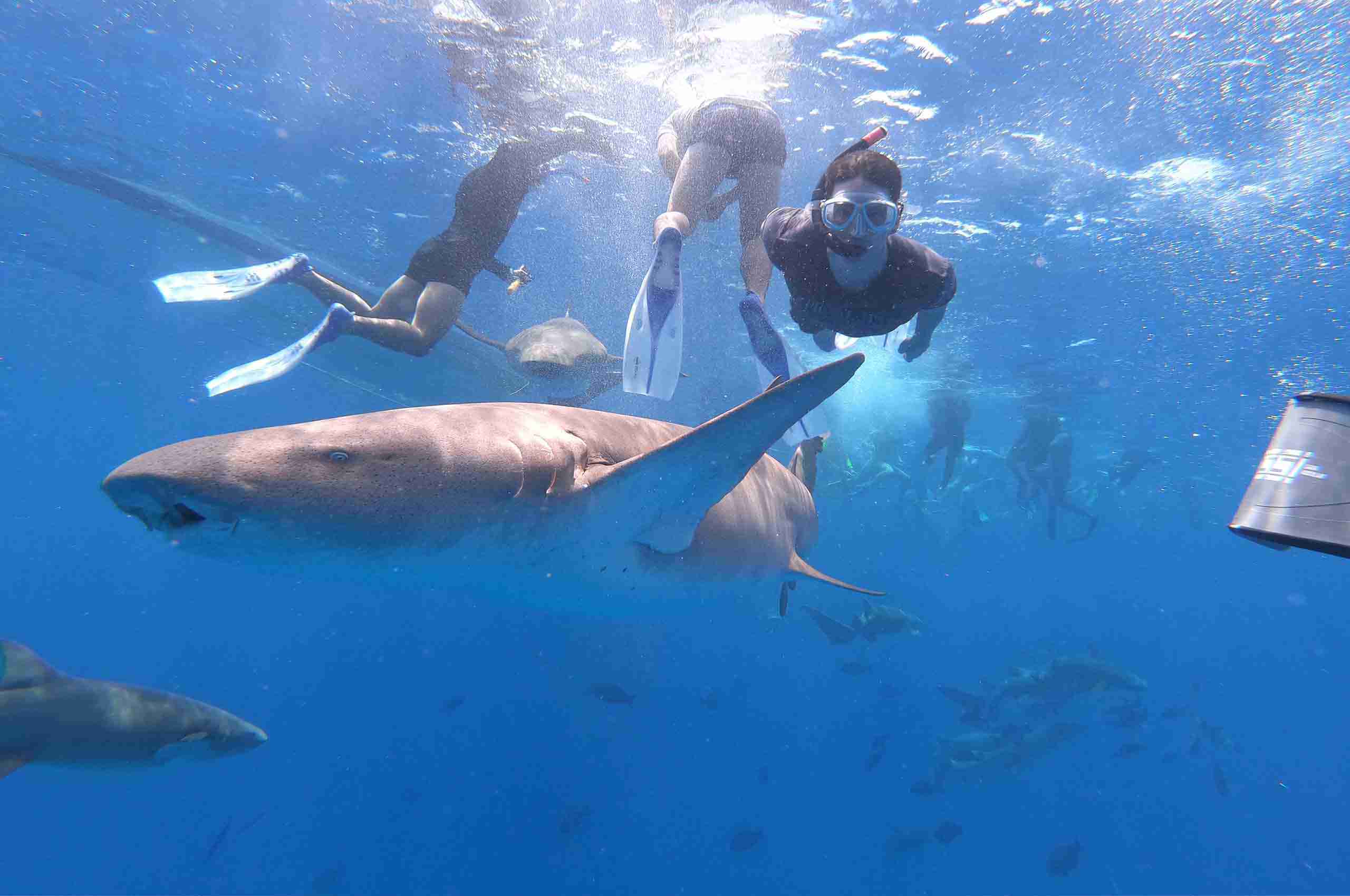 DCIM100GOPROG0038078.JPG SharkSnorkeling鯊魚跳島遊13 Maafushi 玩轉馬爾地夫