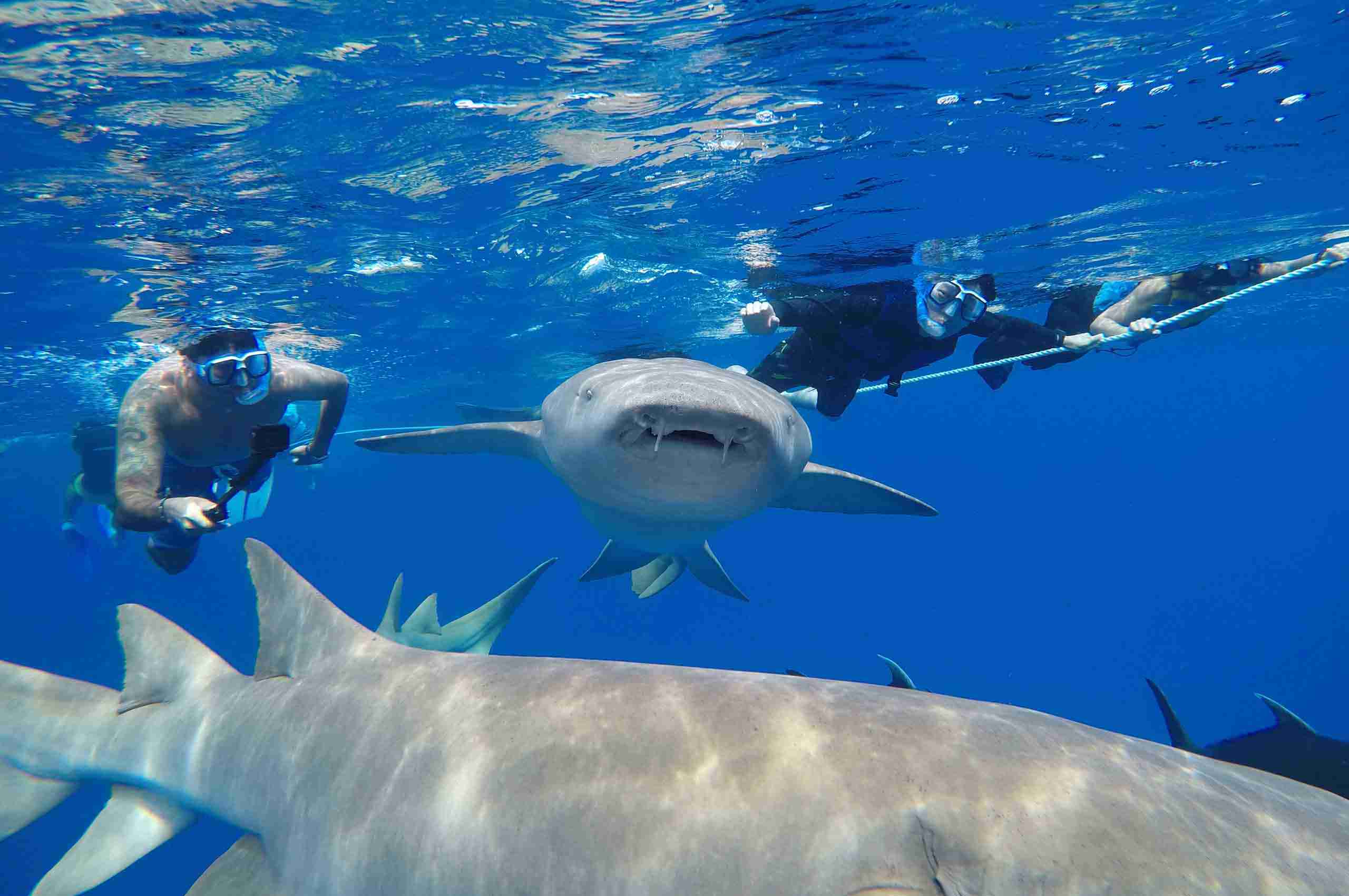 DCIM102GOPROG1183148.JPG SharkSnorkeling鯊魚跳島遊1 Maafushi 玩轉馬爾地夫