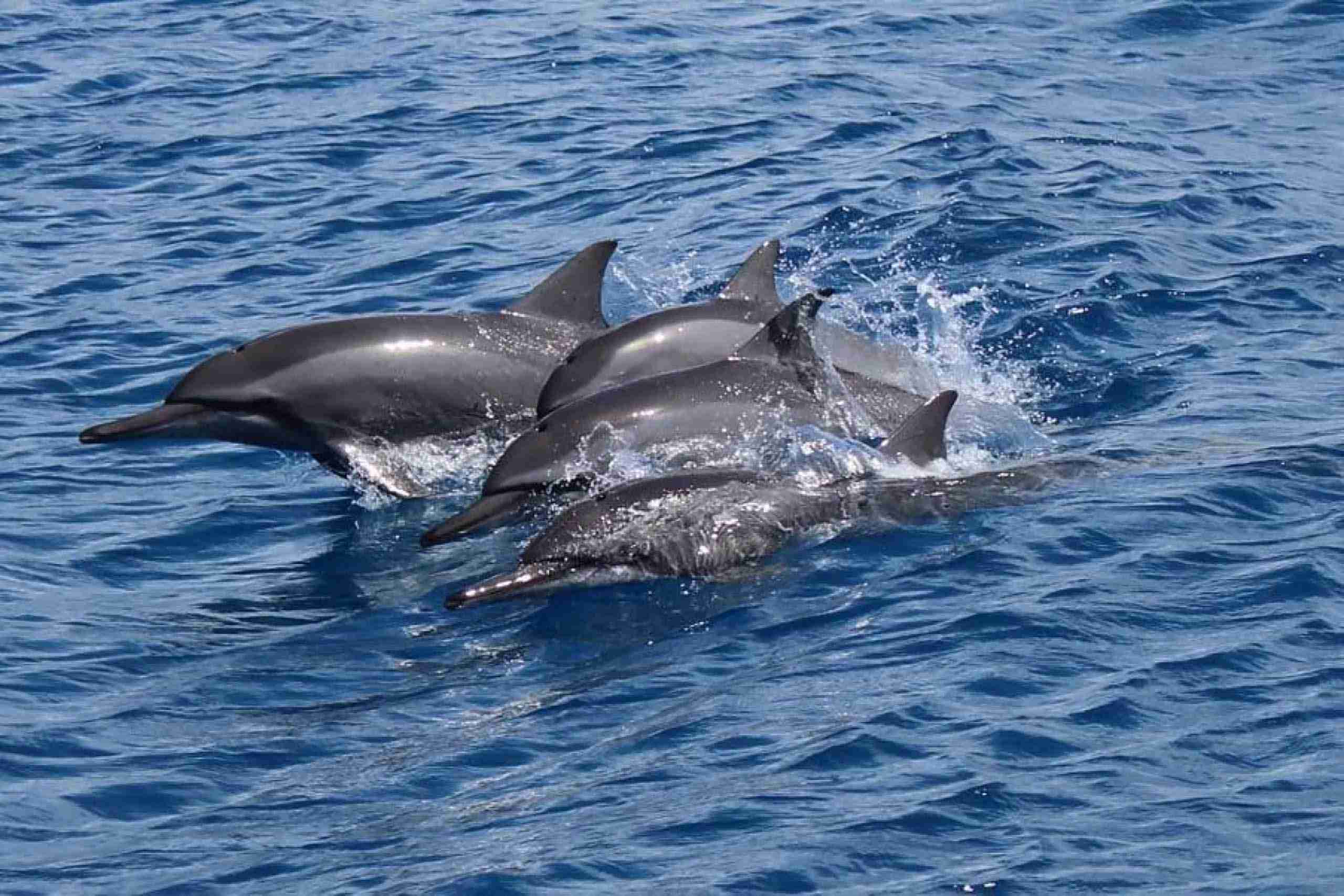 shark-bay-Maafushi-玩轉馬爾地夫18 shark bay Maafushi 玩轉馬爾地夫18