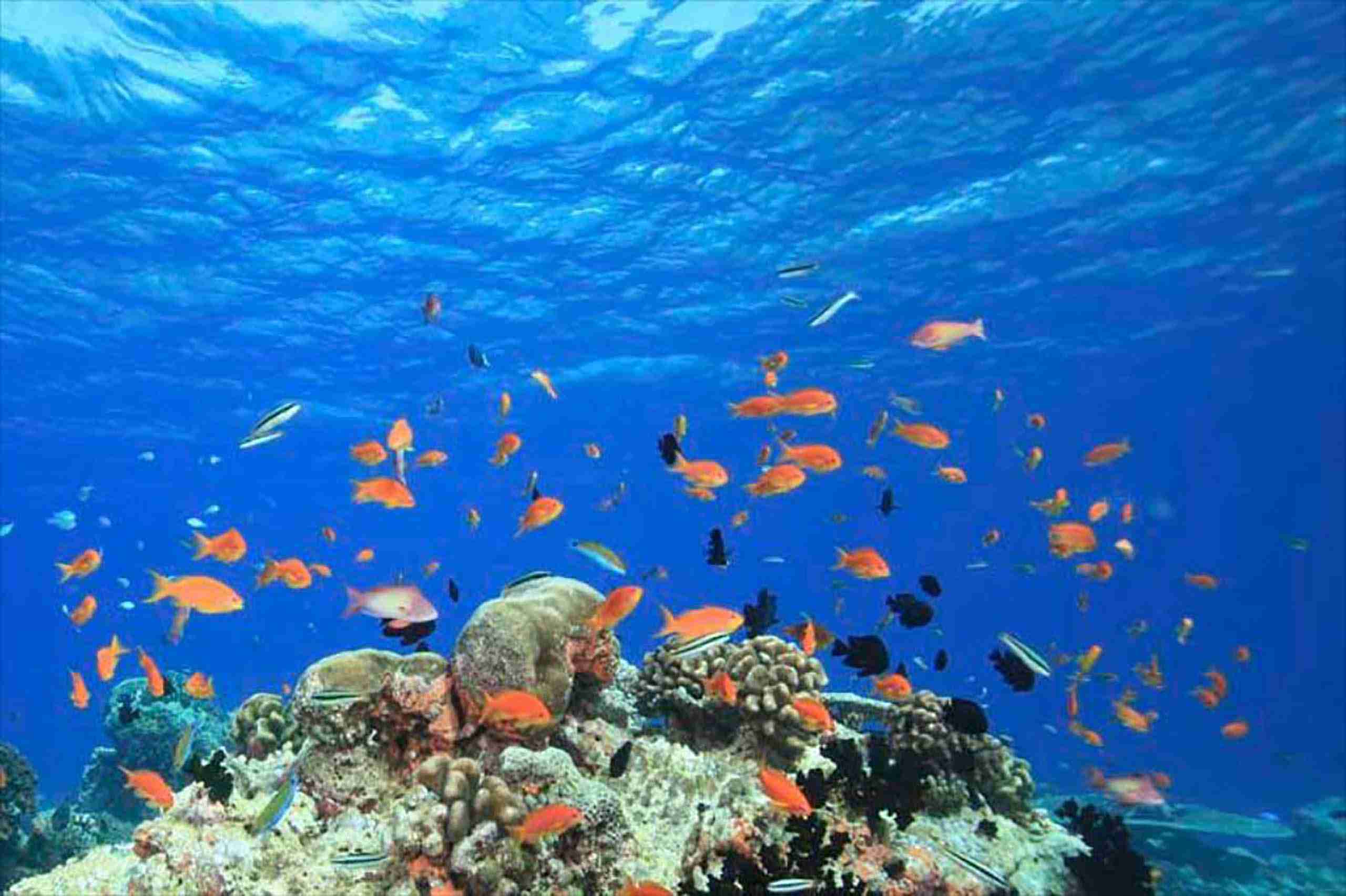 venturo-inn-Maafushi-玩轉馬爾地夫7 venturo inn Maafushi 玩轉馬爾地夫7