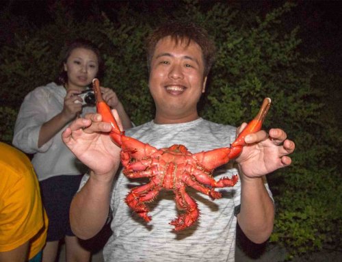 Night Snorkeling with Lobster 夜間浮潛抓龍蝦